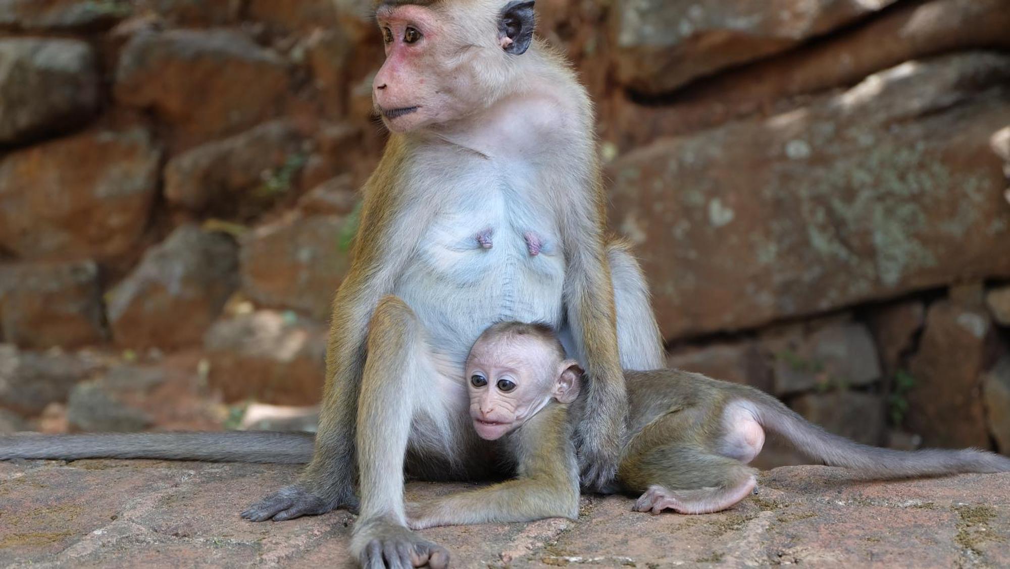 Kassapa Home Stay Sigiriya Eksteriør billede